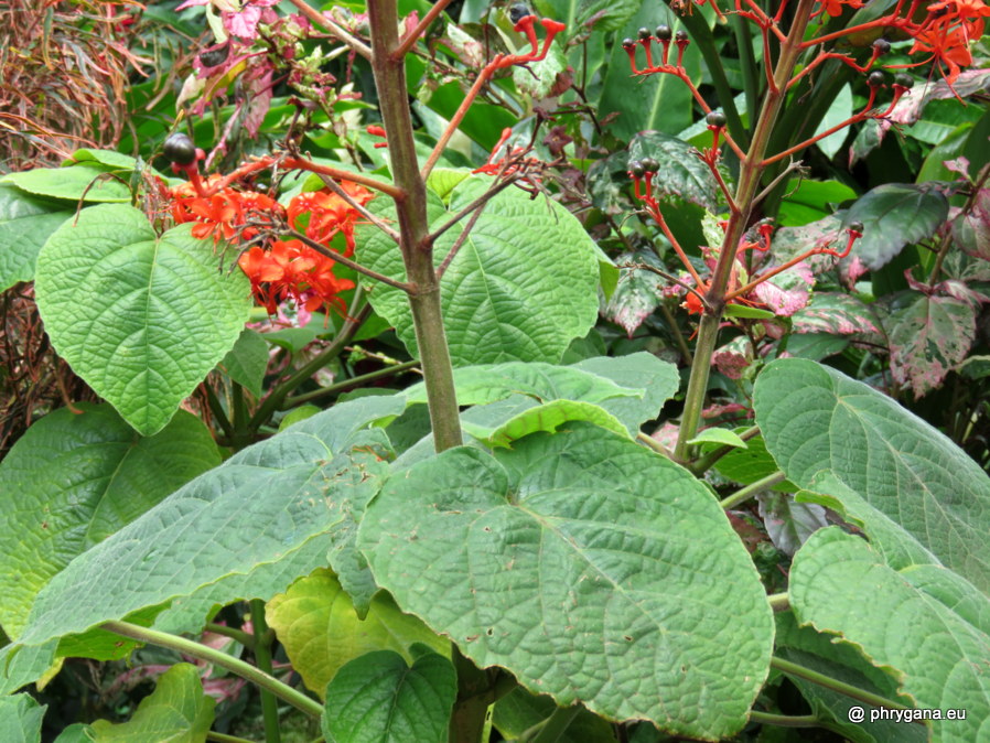 Clerodendrum buchananii  (Roxb.) Walp., 1845 
  