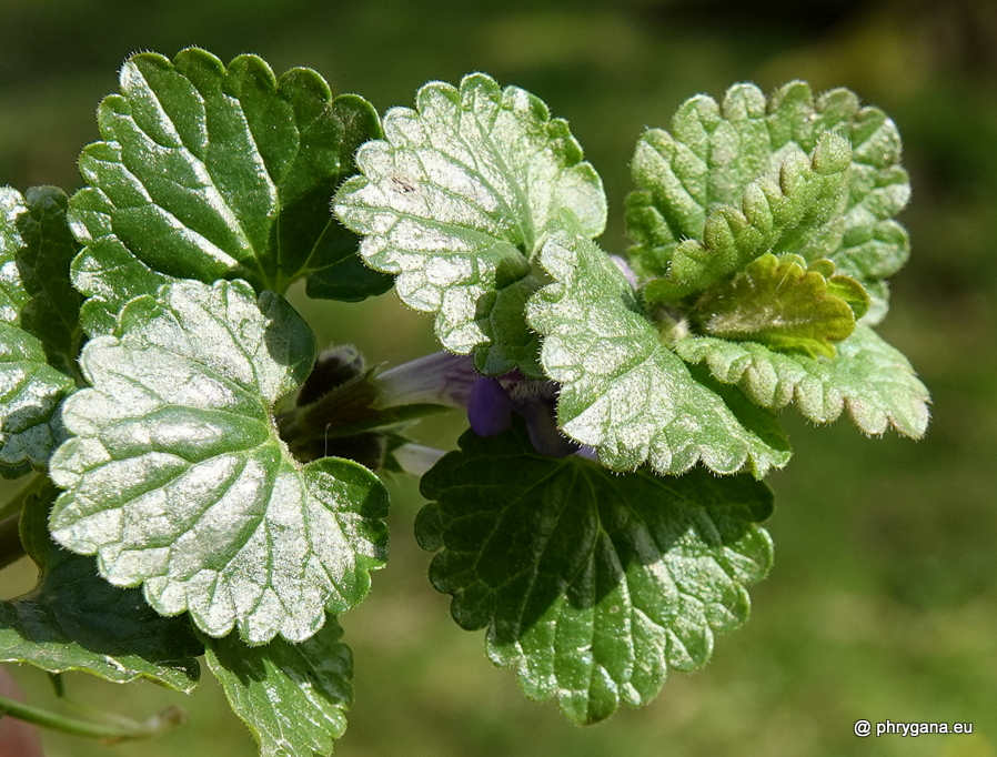 Mentha aquatica  L., 1753     