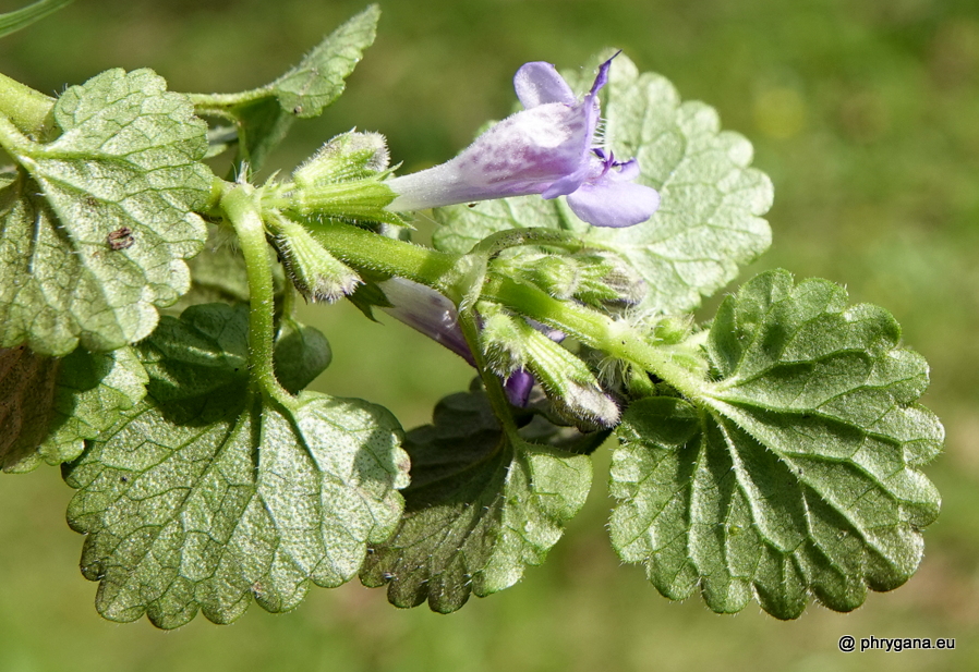 Mentha aquatica  L., 1753    