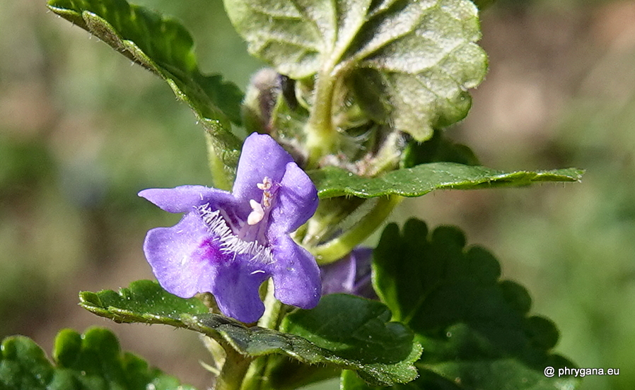 Mentha aquatica  L., 1753     