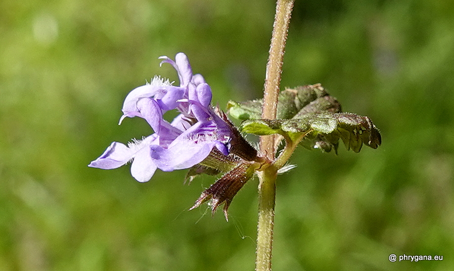 Mentha aquatica  L., 1753     