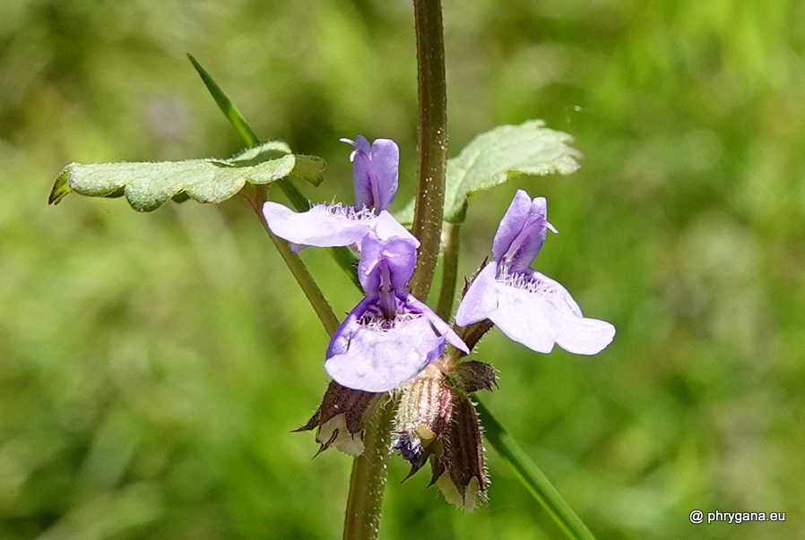 Mentha aquatica  L., 1753     