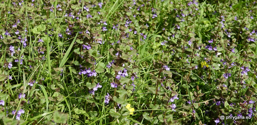 Mentha aquatica  L., 1753     