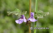 Lamiaceae - Glechoma hederacea L., 1753