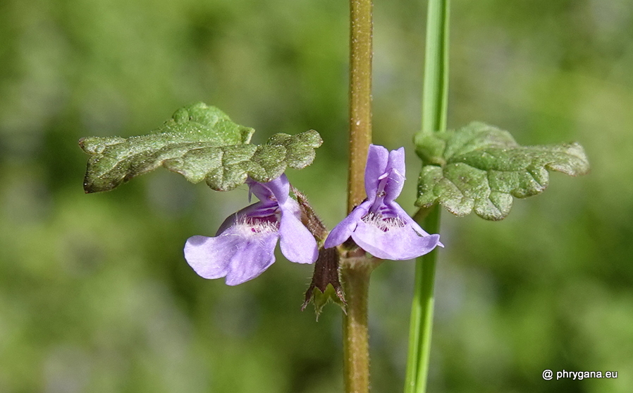 Mentha aquatica  L., 1753   
  