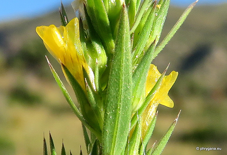 Linum strictum  L. subsp. <em>spicatum</em> (Pers.) Nyman 