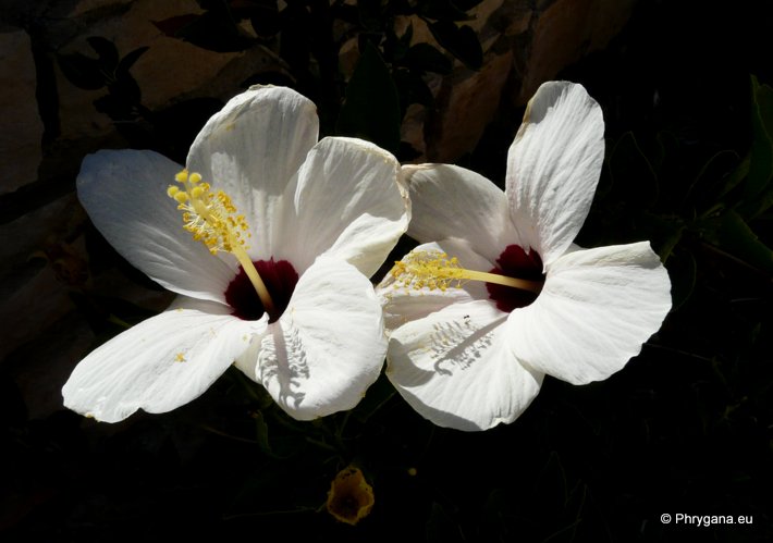 Hibiscus rosa-sinensis   L., 1753    