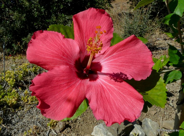 Hibiscus rosa-sinensis   L., 1753    
