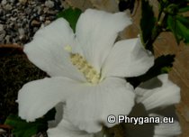 Hibiscus syriacus L.