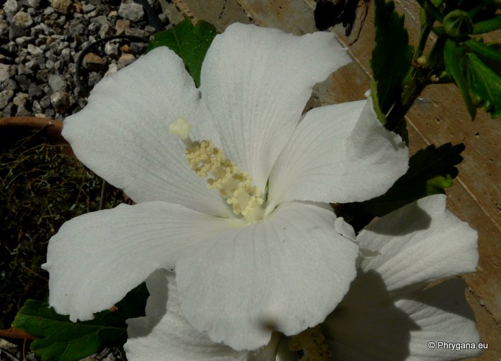 Hibiscus syriacus   L., 1753   