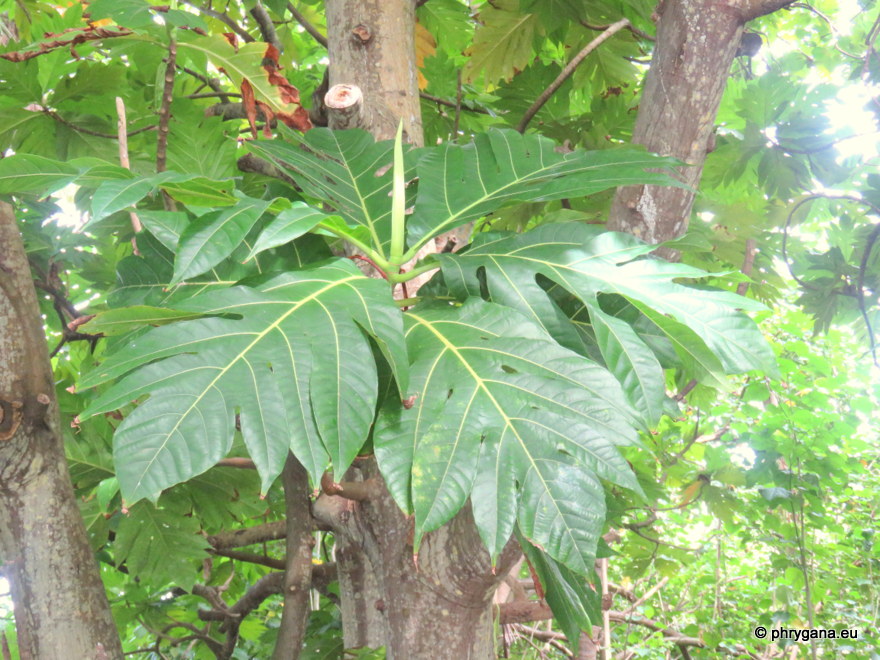 Artocarpus altilis  (Parkinson) Fosberg, 1941    