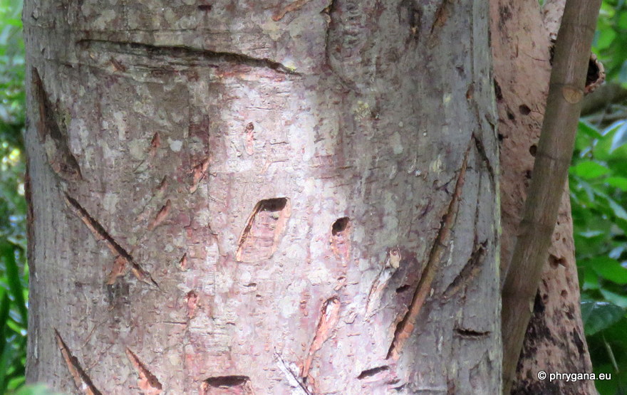 Artocarpus altilis  (Parkinson) Fosberg, 1941   