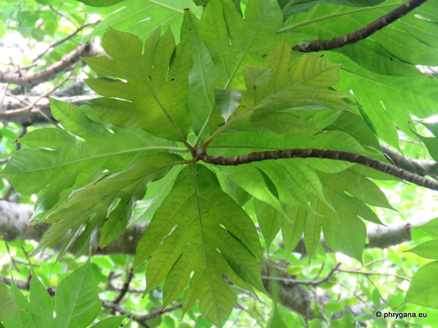 Artocarpus altilis  (Parkinson) Fosberg, 1941    