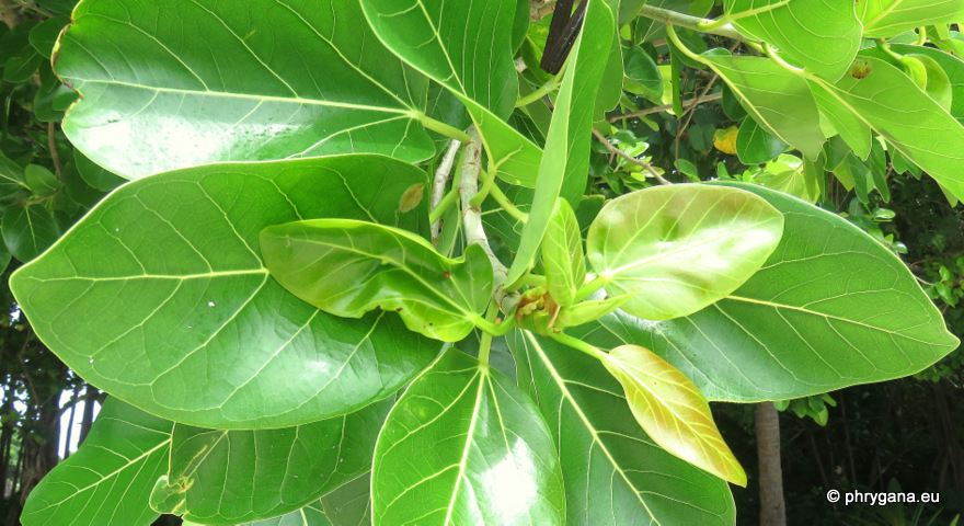 Ficus benghalensis  L., 1753    