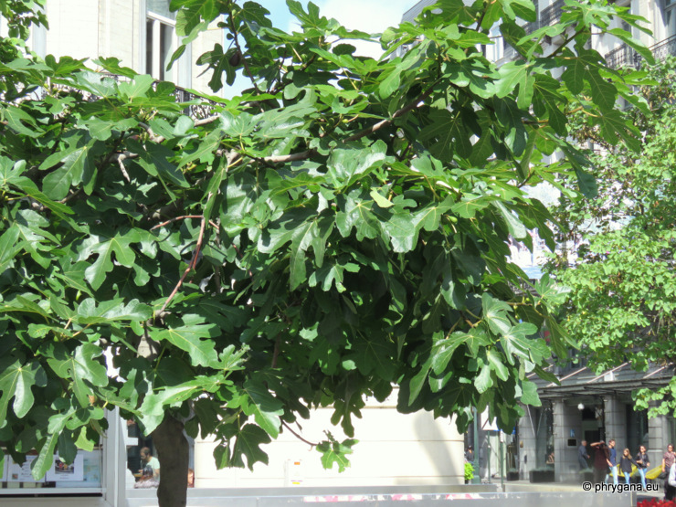 Ficus carica  L., 1753    