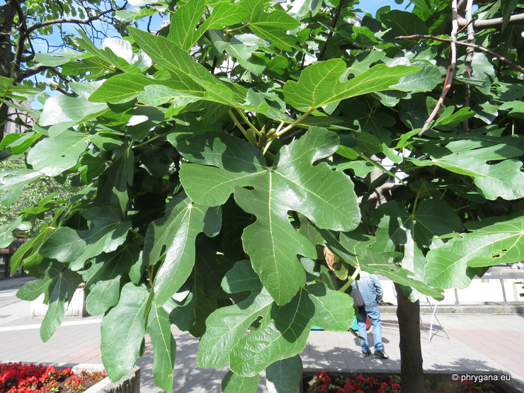 Ficus carica  L., 1753    