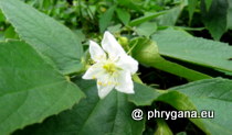 Muntingiaceae - Muntingia calabura L., 1753