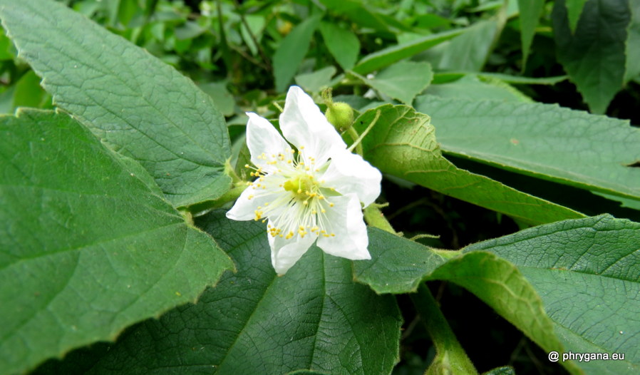 Muntingia calabura L., 1753   