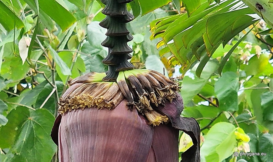 Musa vx paradisiaca  L., 1753   