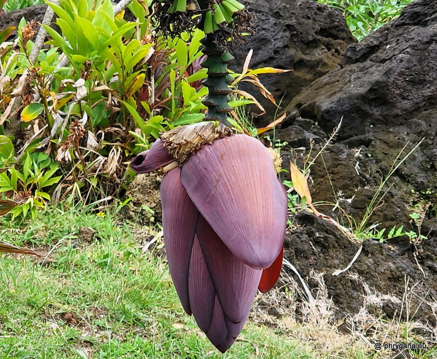 Musa vx paradisiaca  L., 1753    