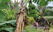 Musaceae - Musa x paradisiaca L., 1753