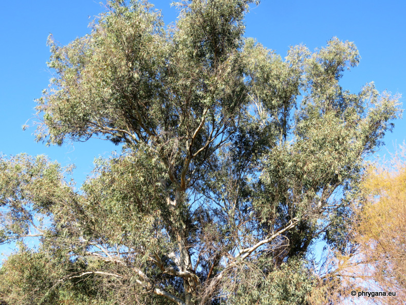 Eucalyptus camaldulensis Dehnh., 1832   