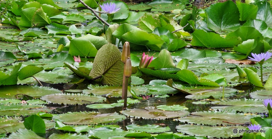 Nymphaea nouchali Burm.f., 1768   