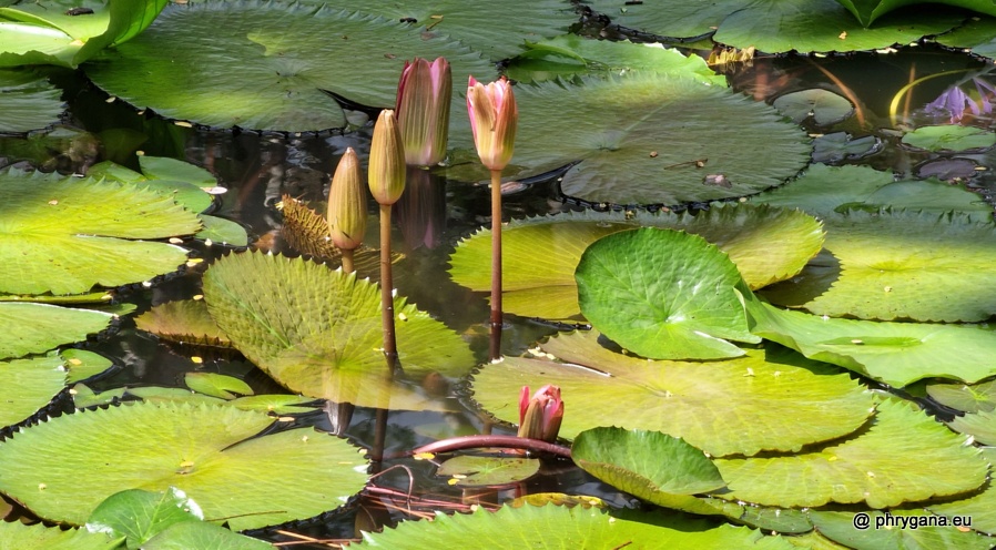 Nymphaea nouchali Burm.f., 1768 
  