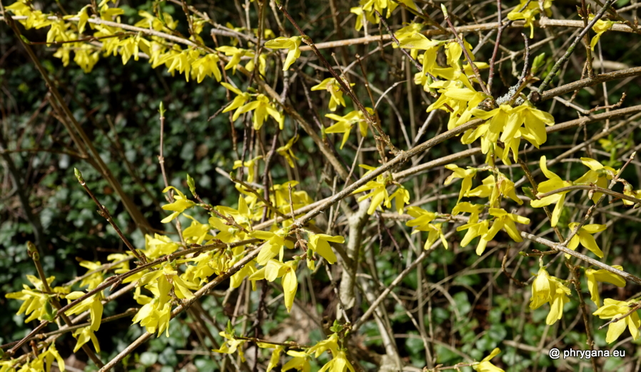 Forsythia x intermedia Zabel, 1885   