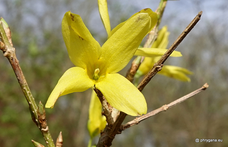 Forsythia x intermedia Zabel, 1885  