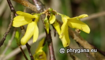 Oleaceae - Forsythia x intermedia Zabel, 1885