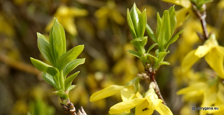 Forsythia x intermedia Zabel, 1885   