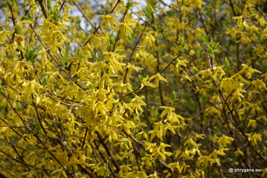 Forsythia x intermedia Zabel, 1885   