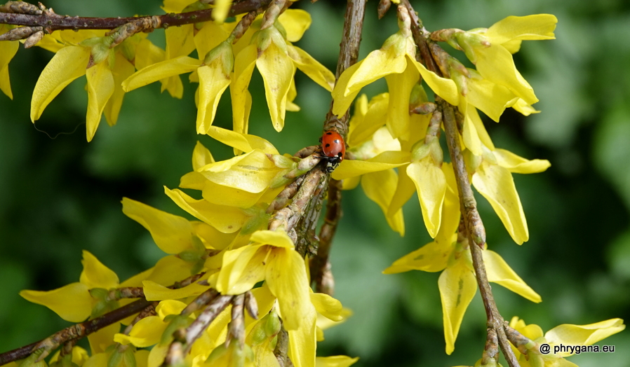 Forsythia x intermedia Zabel, 1885   