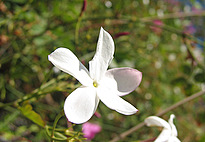 Jasminum grandiflorum L.
