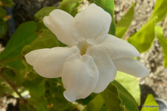 Jasminum sambac  (L.) Aiton, 1789  