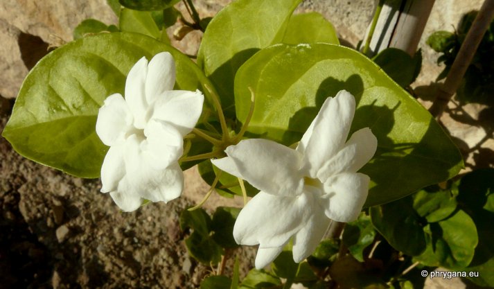 Jasminum sambac  (L.) Aiton, 1789   