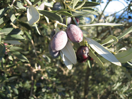 Olea europaea  L., 1753 subsp. <em>europaea</em>  