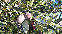 Olea europaea L. subsp. europaea
