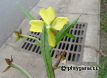 Onagraceae - Ludwigia octovalvis (Jacq.) P.H.Raven, 1962