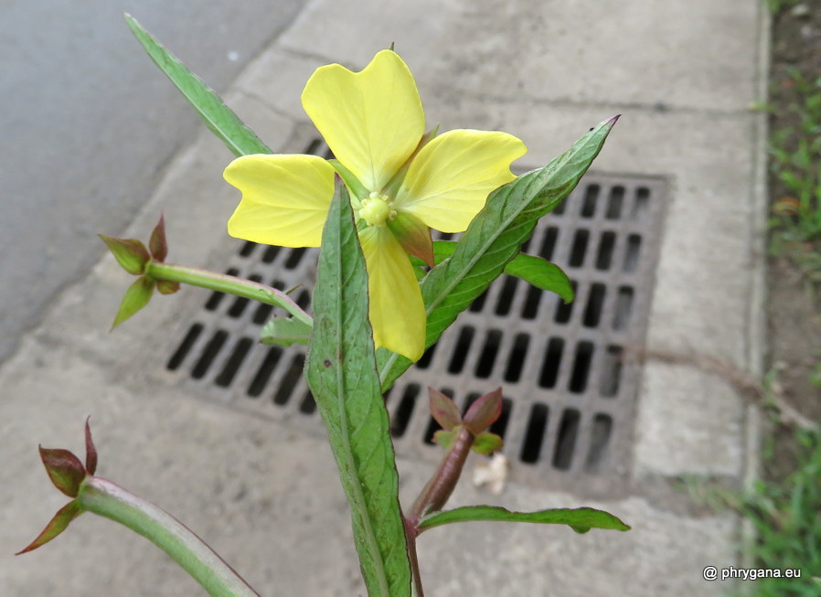 Ludwigia octovalvis (Jacq.) P.H.Raven, 1962   