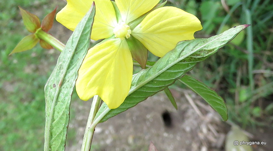 Ludwigia octovalvis (Jacq.) P.H.Raven, 1962  