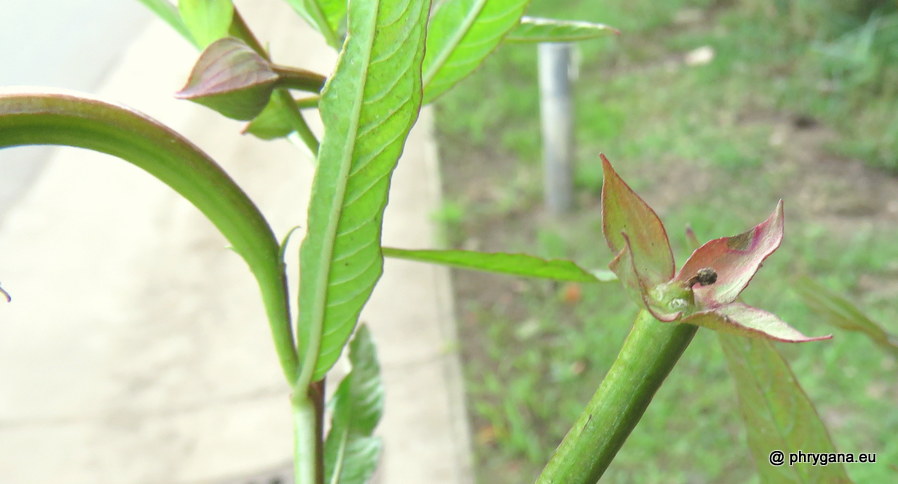 Ludwigia octovalvis (Jacq.) P.H.Raven, 1962   