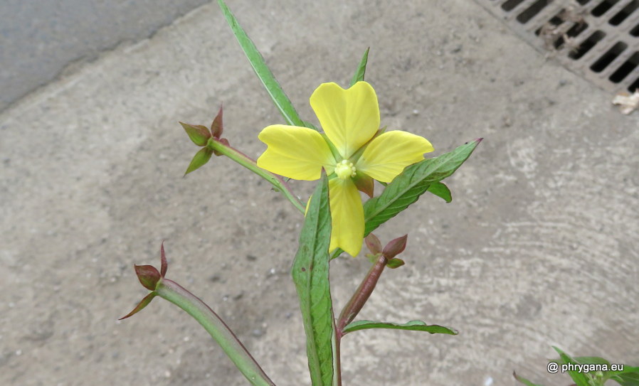 Ludwigia octovalvis (Jacq.) P.H.Raven, 1962   