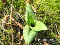 Dactylorhiza fuchsii (Druce) Soó subsp. fuchsii