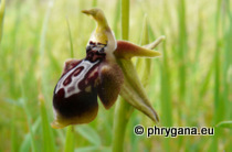 Ophrys cretica subsp. karpathensis E. Nelson, 1962