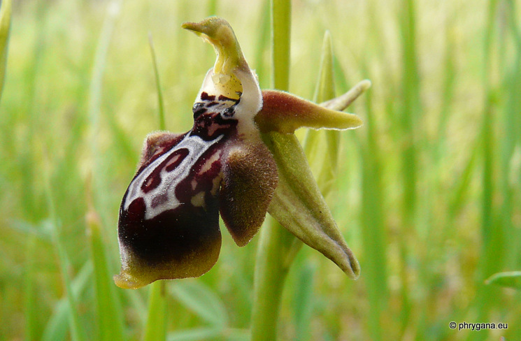 Ophrys cretica subsp. <em>karpathensis</em> E. Nelson, 1962 