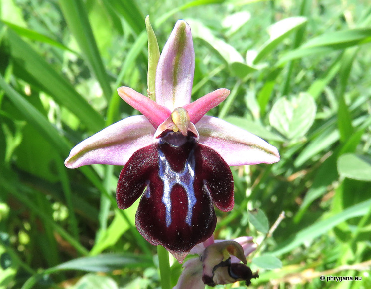 Ophrys sphegodes  subsp. <em>spruneri</em> (Nyman) E. Nelson, 1962 