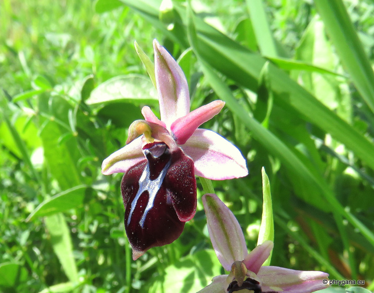 Ophrys sphegodes subsp. <em>spruneri</em> (Nyman) E. Nelson, 1962 