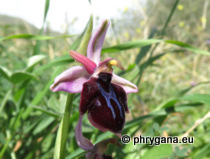 Ophrys sphegodes subsp. spruneri (Nyman) E. Nelson